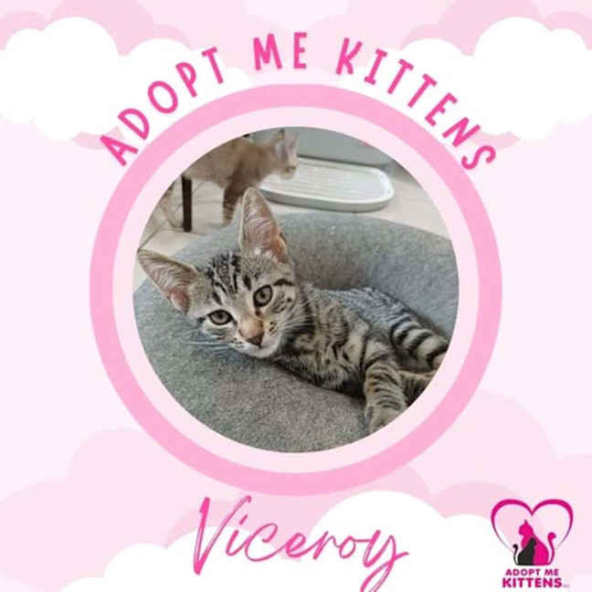 Photo of Viceroy