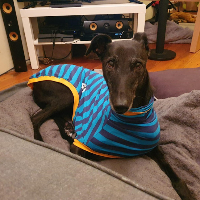 Photo of Mika The Greyhound