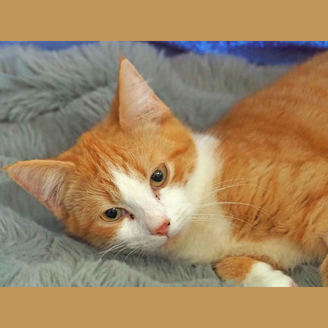 Photo of Chester