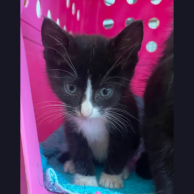 Photo of Sylvester And Frankie 