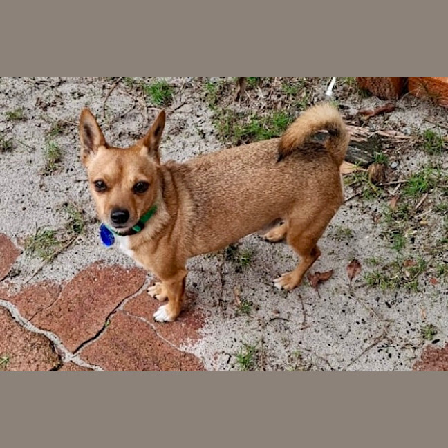 Max - 3 Year Old Chihuahua X - Small Male Chihuahua Mix Dog in NSW