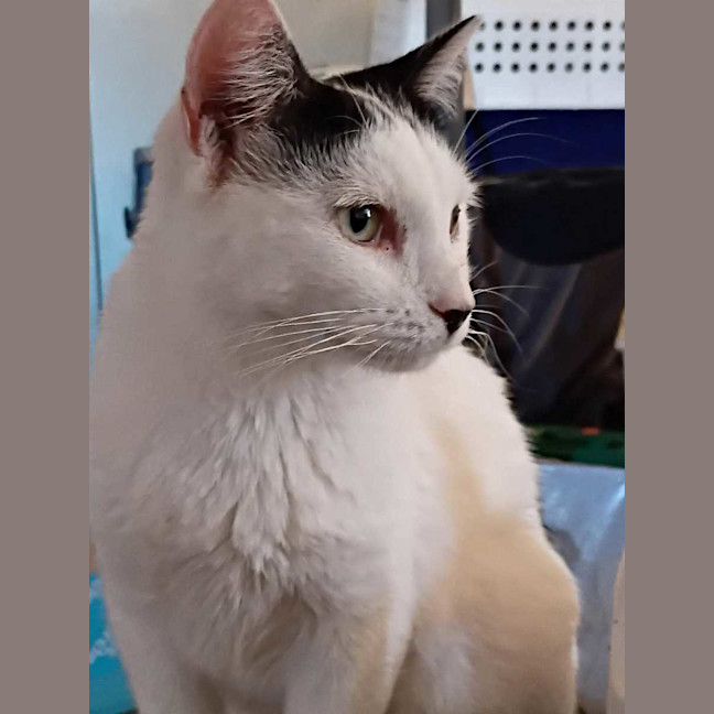 Photo of Calypso