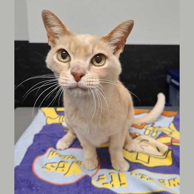 Photo of Buddy (Bonded With Honey)