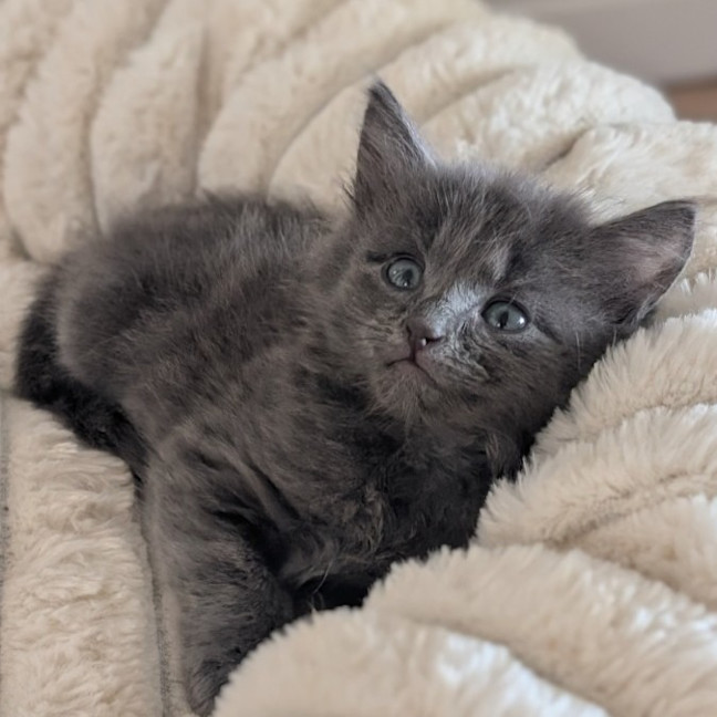 Photo of Reva