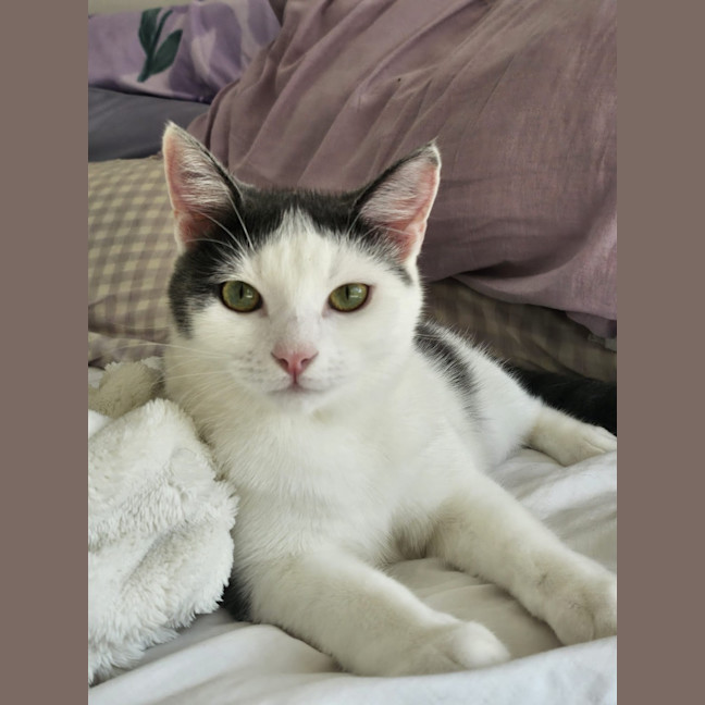 Photo of Silky