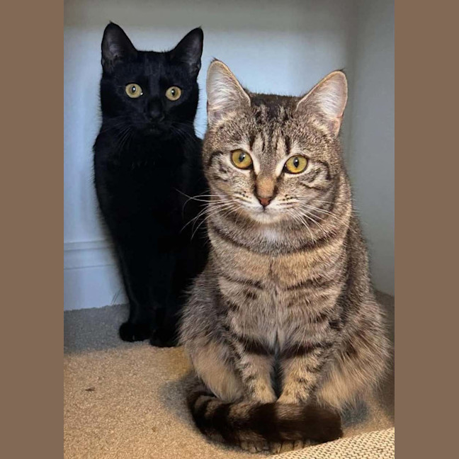 Photo of Scout