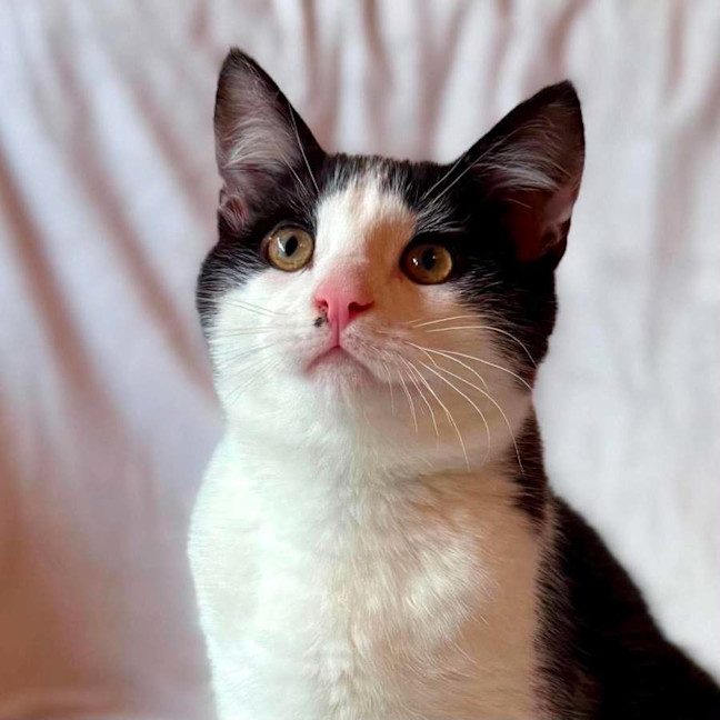 Photo of Sonny   In Foster Care In Templestowe