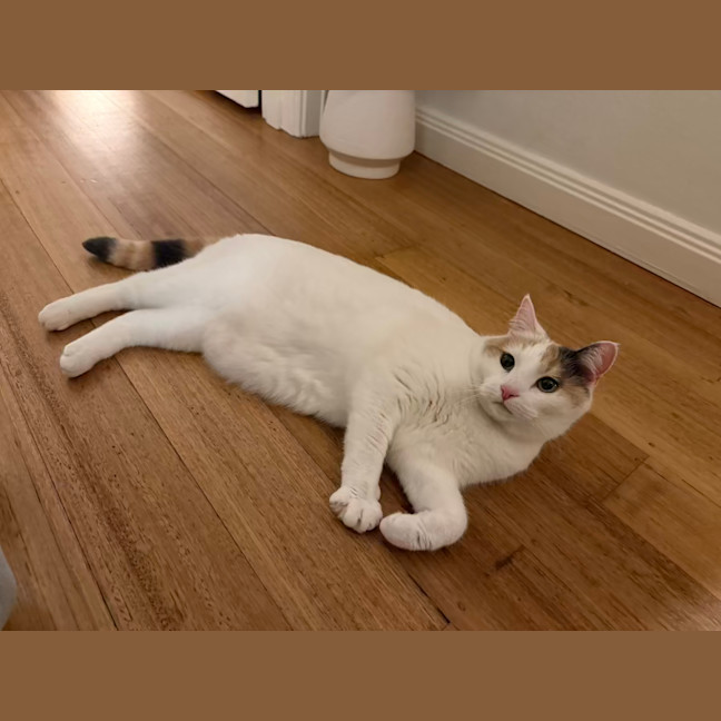 Photo of Your Little Puss?