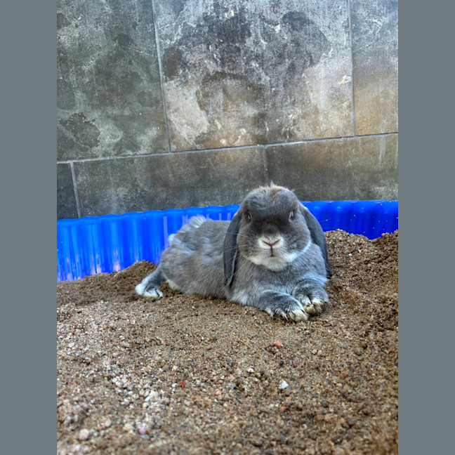 Photo of Dibbles & Dobbles