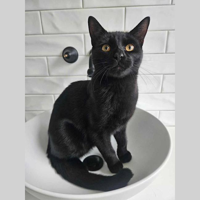 Photo of Sirius ❤️