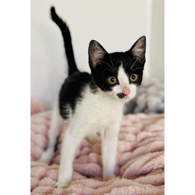 Photo of 11646   Cindy Clawford