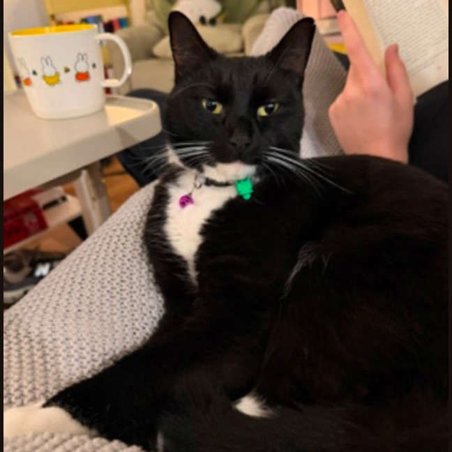 Photo of Biscuit