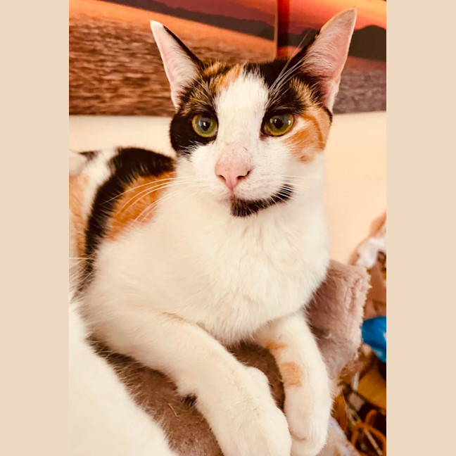 Photo of Ivy