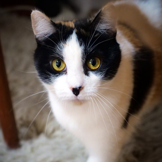 Photo of Jennifer Meowsu