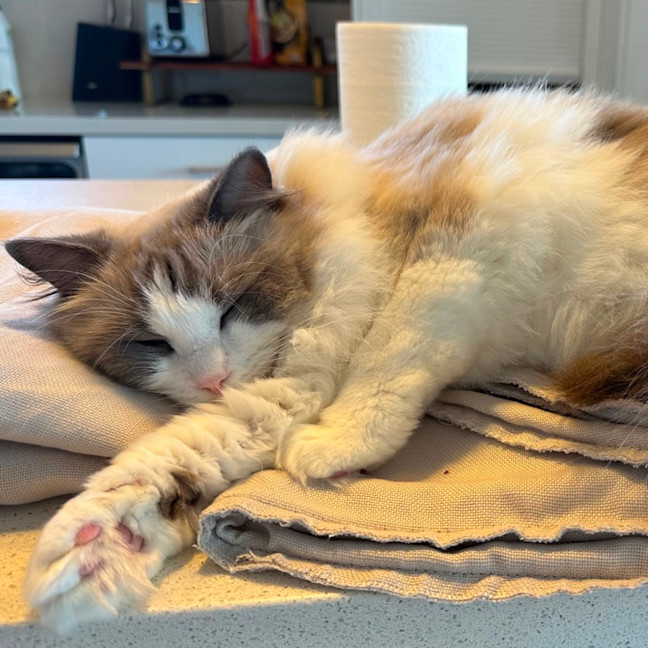 Photo of Peaches 🍑   Assisted Rehome