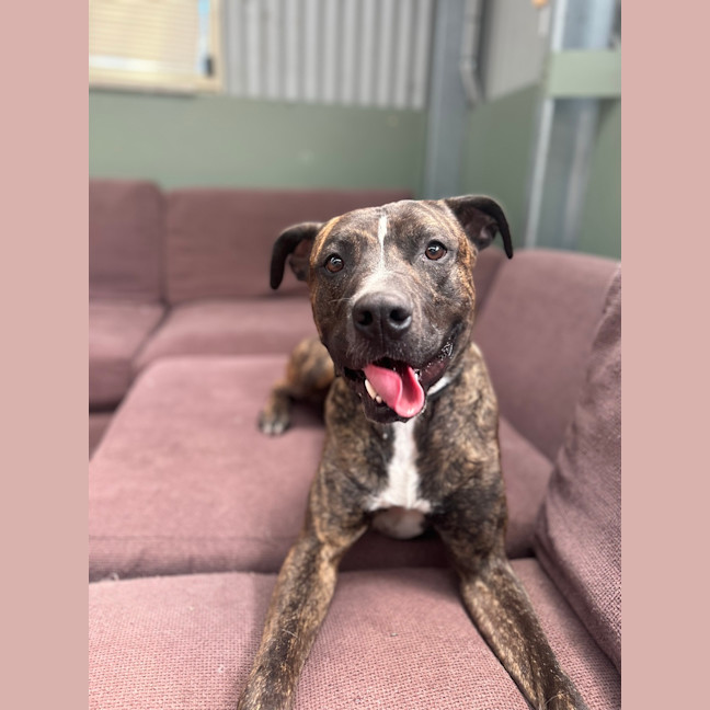 Photo of Boomer