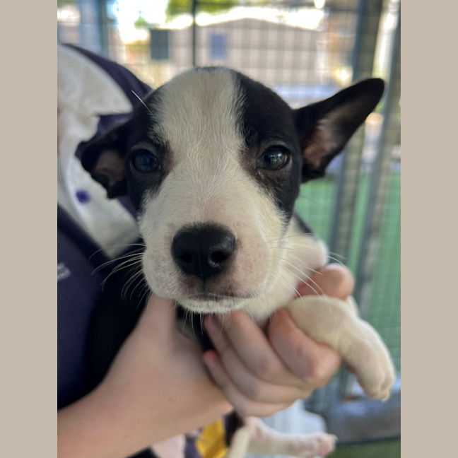 Photo of D1141 Minnie