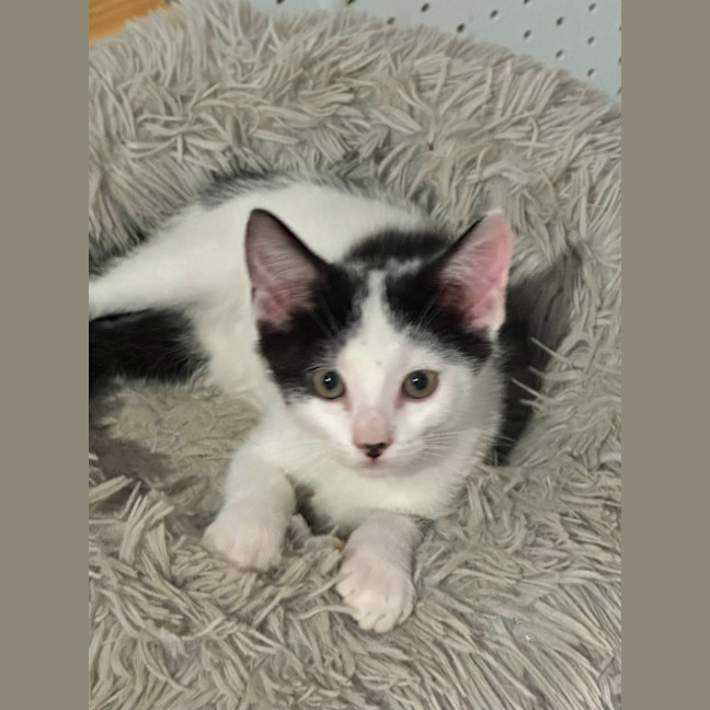 Photo of Parker 🧡💙