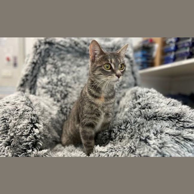 Photo of Bella Cookie