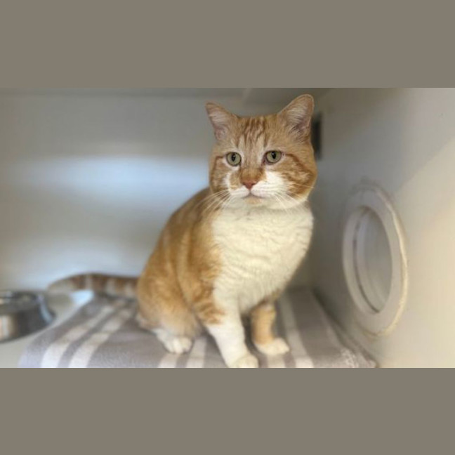 Photo of Maple