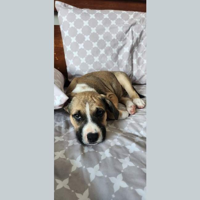 Photo of Iris   12 Week Old Kelpie X