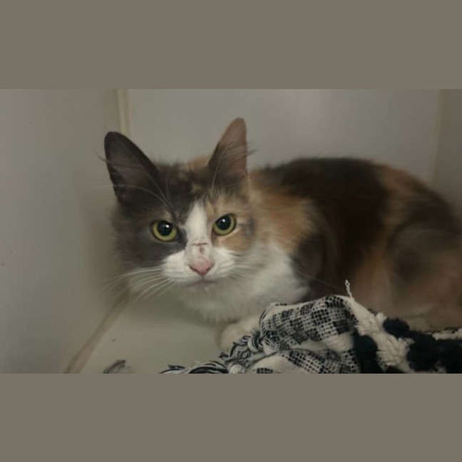 Photo of Bunny
