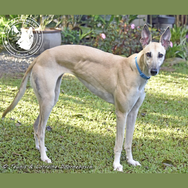 Photo of Marmalade (Harra's Marmalade)