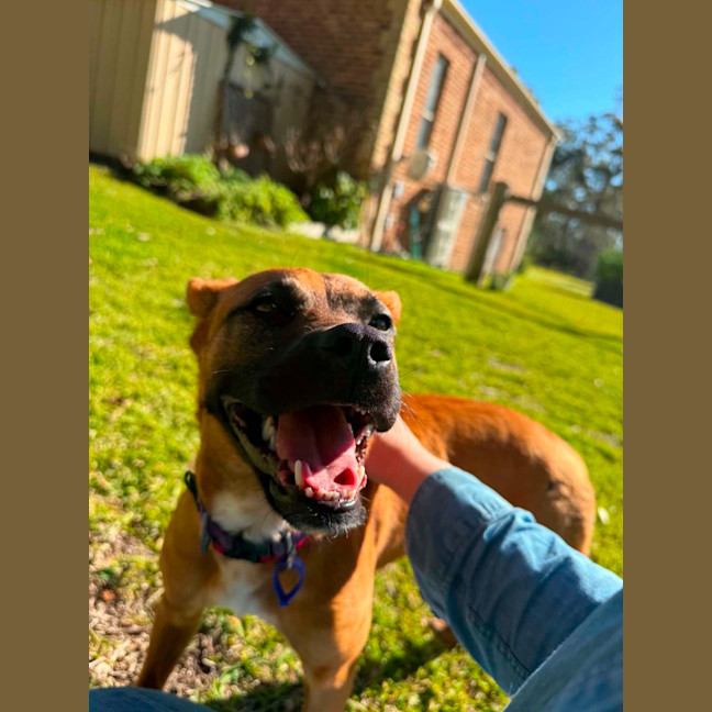 Photo of Aubrey   6 Month Old Mixed Breed