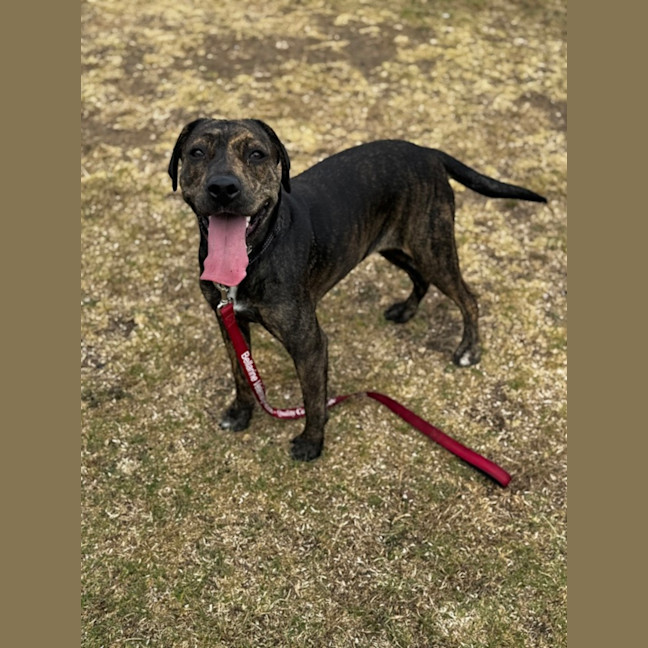 Photo of Sloan (68382)