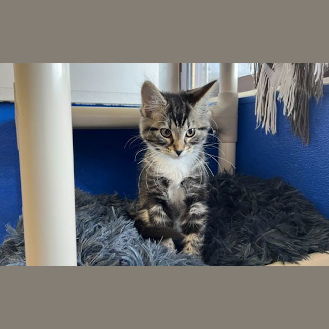 Photo of Daffy