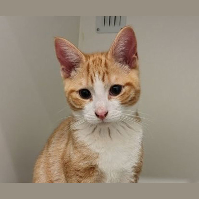 Photo of Bongo