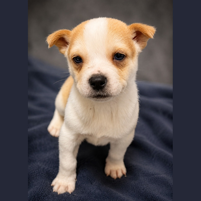 Photo of Cookie