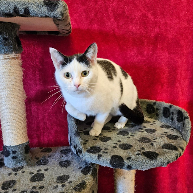 Photo of Alfie
