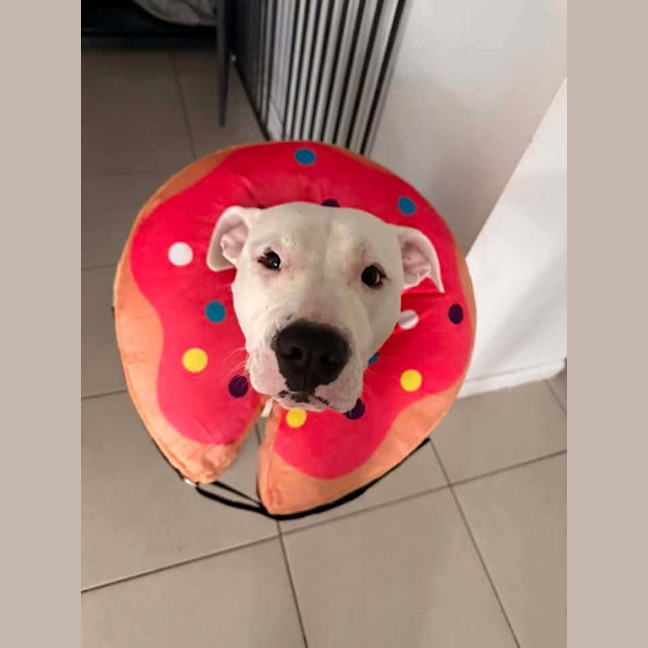 Photo of Pickle
