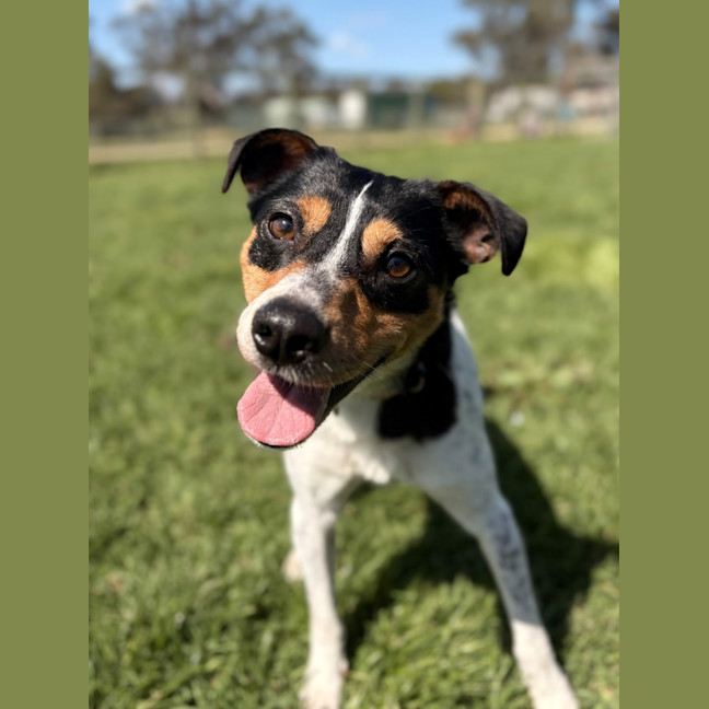 Photo of Rascal