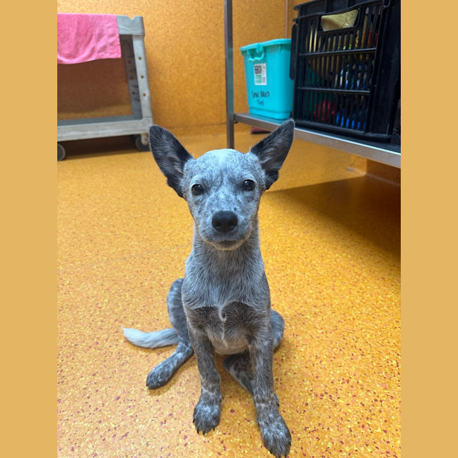 Photo of Azula