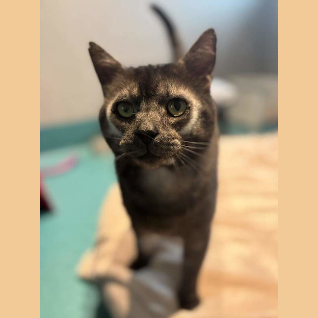 Photo of Nyx