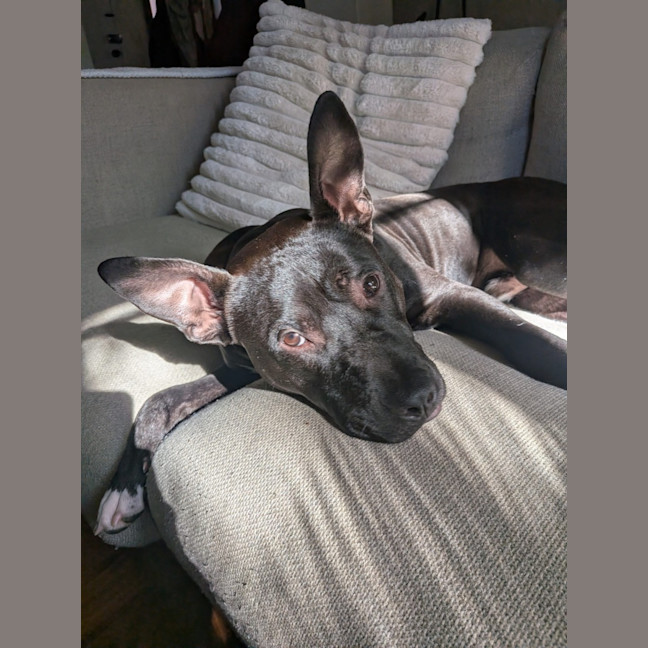 Photo of Dr Spock