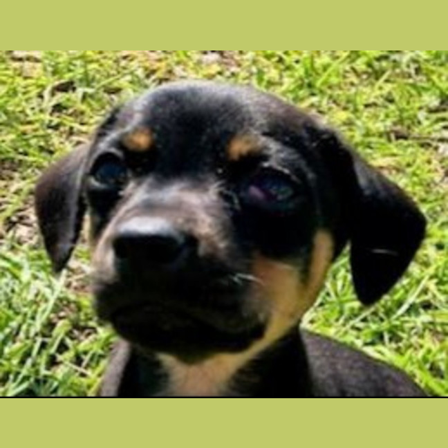 Photo of Mabel, Pug X Dachshund X French Bulldog Puppy