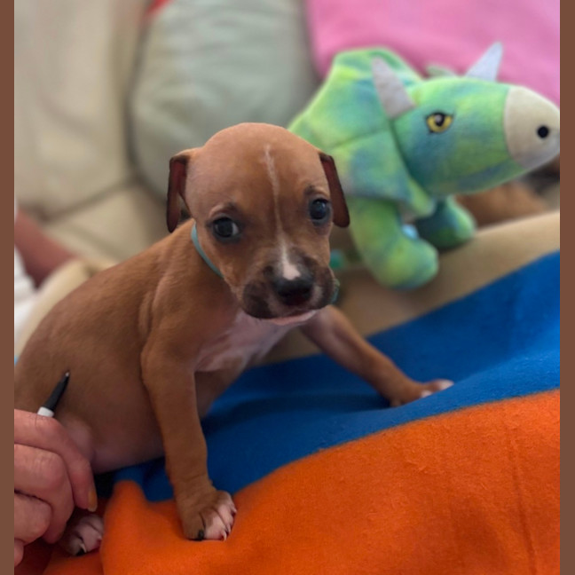 Photo of Buddy