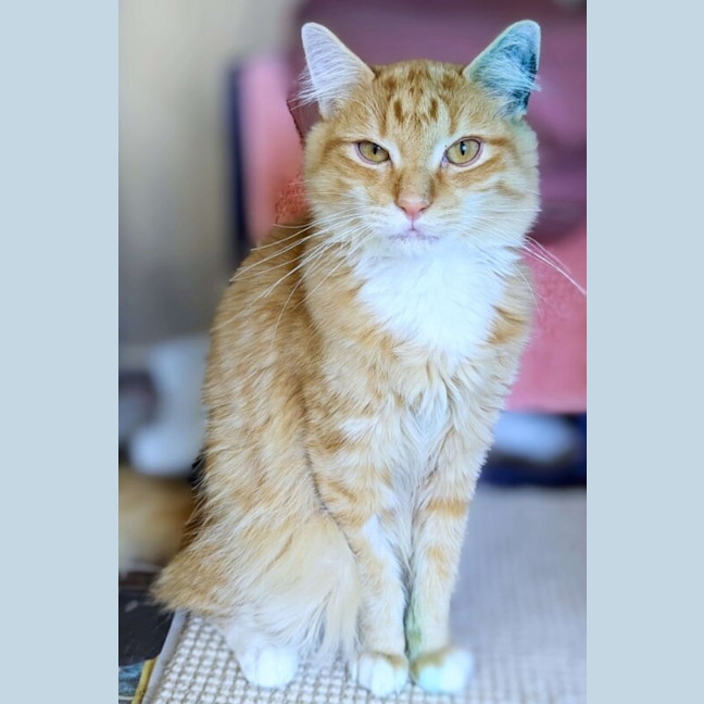 Photo of Chase