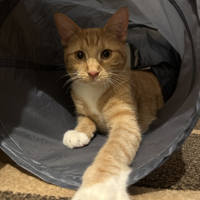 Photo of Griffin