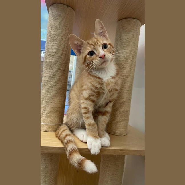 Photo of Bartholomeow