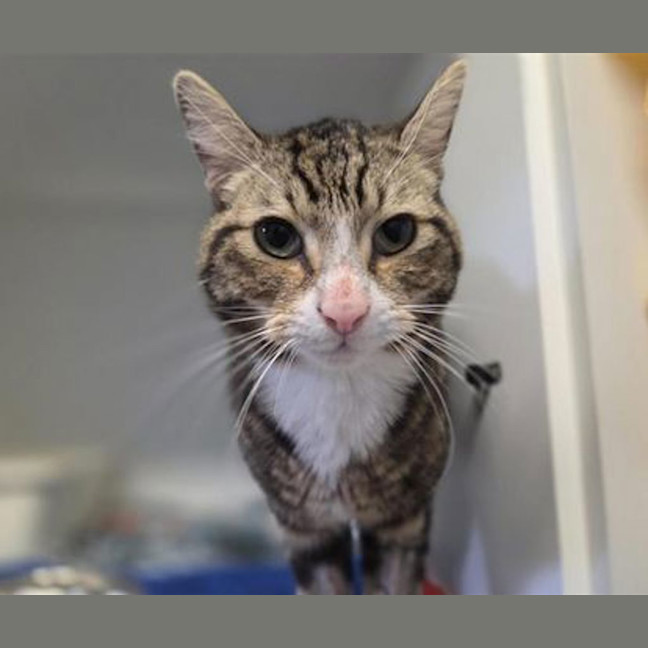 Photo of Cecil
