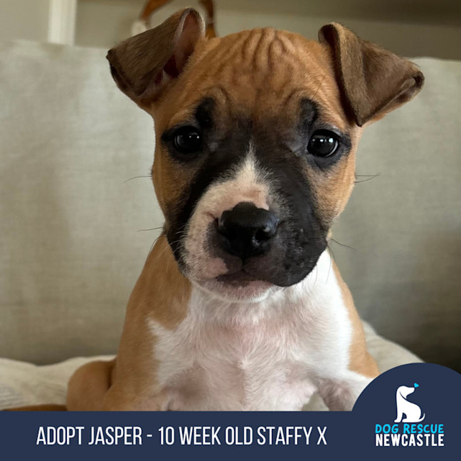 Photo of Jasper   10 Week Old Staffy X (Trial)