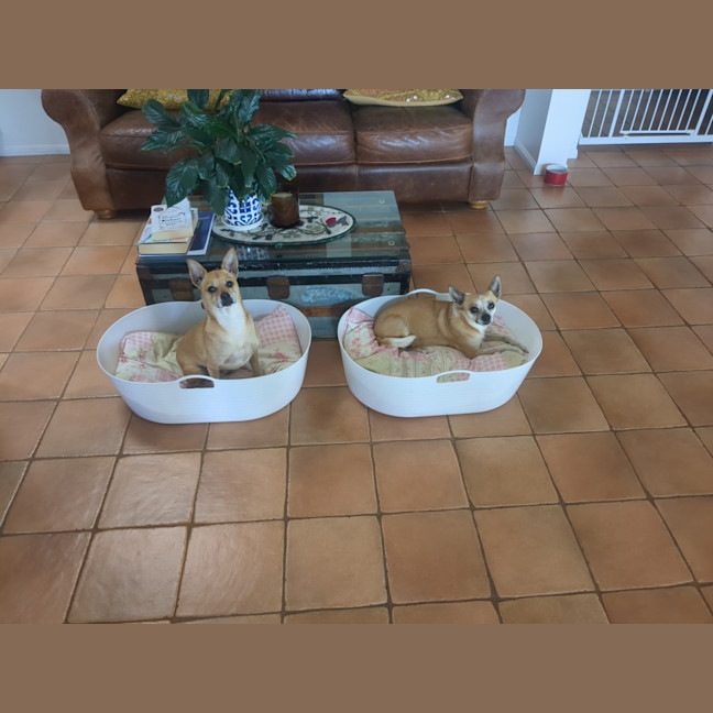 Photo of Bambi And Thumper 