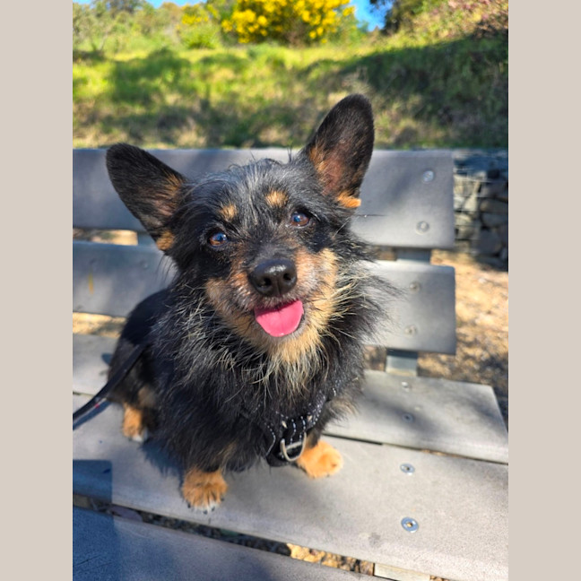 Photo of Buddy*$199!*