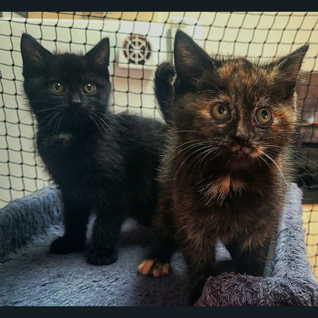 Photo of 🖤🧡 Stormy 🖤🧡