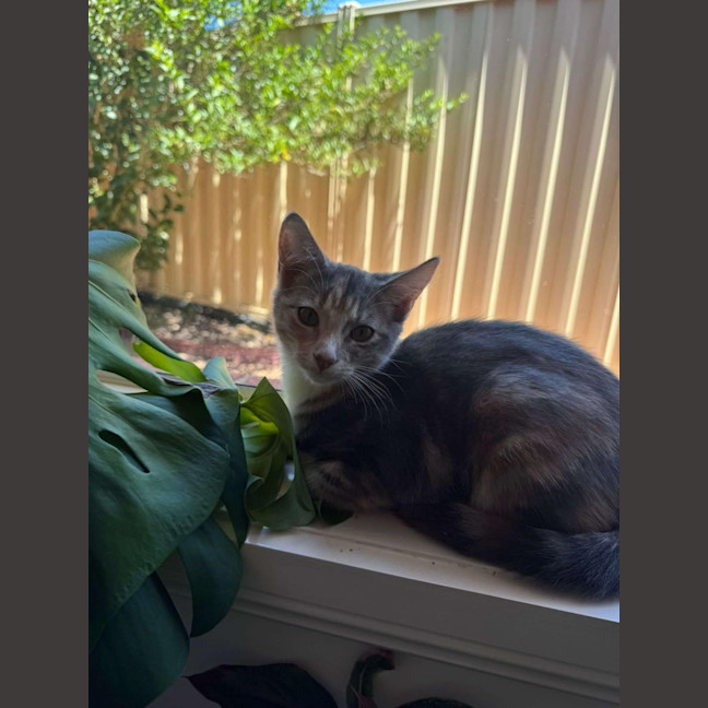 Photo of Twix