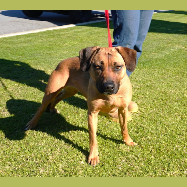 Photo of Nova